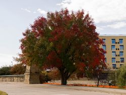 Chinese Pistachio tree in the Fall photographed by Treeland Nursery.