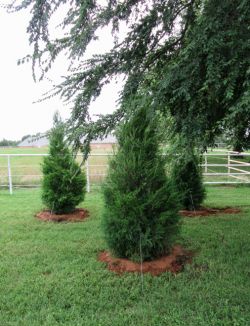 Eastern Red Cedars planted by Treeland Nursery.