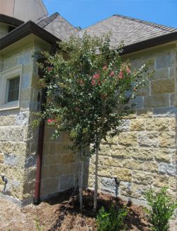 Tuscarora Crape Myrtle planted in a frontyard by Treeland Nursery.