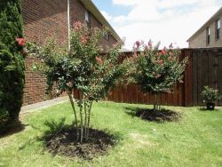 Tuscarora Crape Myrtles installed by Treeland Nursery.