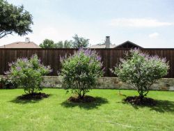 Grouping of three Vitex trees planted by Treeland Nursery.