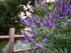 Blooming Vitex 'Shoal Creek' photographed at Treeland Nursery.