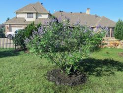 Blooming Vitex tree planted by Treeland Nursery.