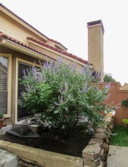 Vitex 'Shoal Creek' tree planted by Treeland Nursery.