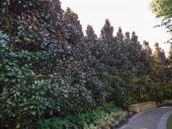 Maturing Teddy Bear Magnolias planted to form a privacy screen at the Dallas Arboretum.