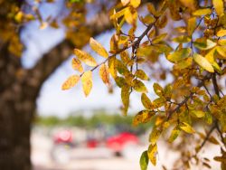 Cedar Elm Tree leaves with Fall color.