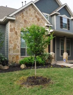 Cedar Elm tree planted in a frontyard by Treeland Nursery.