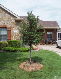 Native Cedar Elm tree planted by Treeland Nursery.