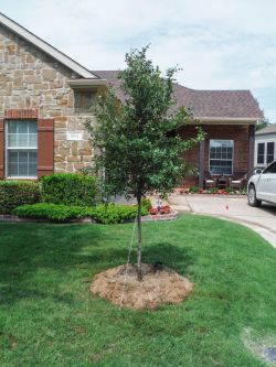 Native Cedar Elm tree planted by Treeland Nursery.