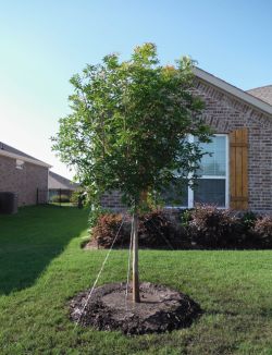 Chinese Pistachio planted in a frontyard by Treeland Nursery.