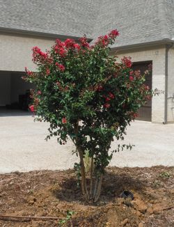 Red Rocket Crape Myrtle planted along a driveway.