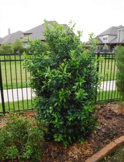 Full to the ground Eagleston Holly tree planted along a wrought iron fence.