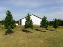 Large tree form Eagleston Hollies planted to create a privacy screen.