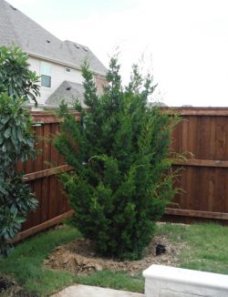 Eastern Red Cedar 'Brodie' planed in the corner of a backyard by Treeland Nursery.