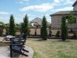 Eastern Red Cedar 'Brodies' planted along a backyard fence to screen out the neighbors.