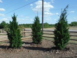 Eastern Red Cedar 'Brodies' planted along a fence to hide some telephone poles.