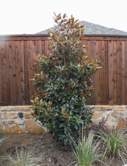 Little Gem Magnolia tree planted in a backyard along a fence. Installed by Treeland Nursery.