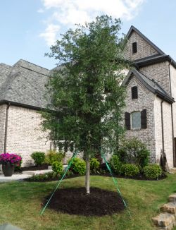 Live Oak installed by Treeland Nursery.