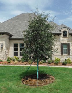 Live Oak Tree planted in a frontyard.