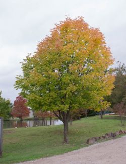 Maturing Ash Tree starting to show it's Fall color. Tree planted at Treeland Nursery.