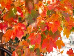 October Glory Maple tree in Fall