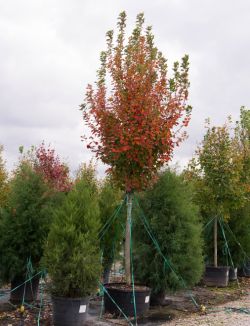 October Glory Maple in the Fall at Treeland Nursery.