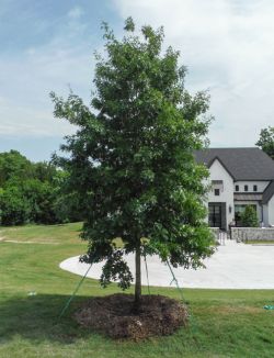 Red Oak tree planted along a driveway by Treeland Nursery.