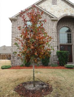 Red Oak tree planted during the Fall in a frontyard.