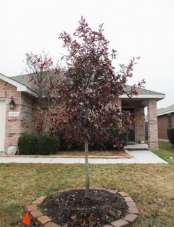 Red Oak tree planted in the Fall by Treeland Nursery.