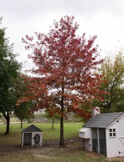 Maturing Red Oak tree planted at Treeland Nursery.