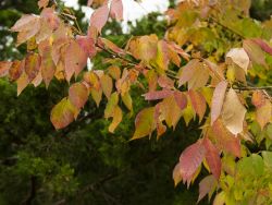 Ash Tree leaves transitioning into Fall color.