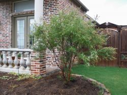 Vitex 'Shoal Creek' in the Spring before the flowers have bloomed.