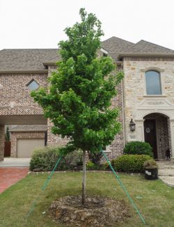 Brandywine Maple tree planted in a frontyard by Treeland Nursery.