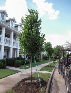 Brandywine Maple trees planted in a frontyard by Treeland Nursery.