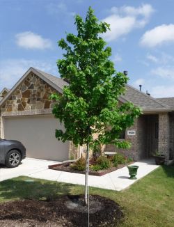 Brandywine Maple planted in a frontyard by Treeland Nursery.