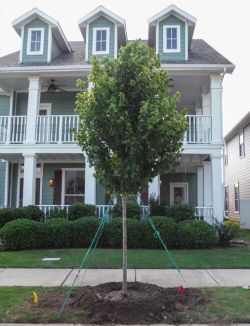 Brandywine Maple trees planted in a frontyard by Treeland Nursery.