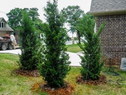 Brodie Eastern Red Cedar