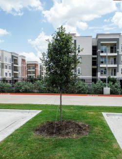 Cedar Elm Tree