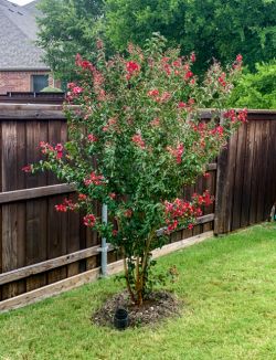 Centennial Spirit Crape Myrtle