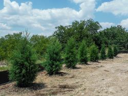 Eastern Red Cedars.