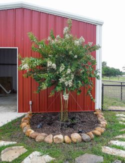 Blooming Natchez Crape Myrtle.