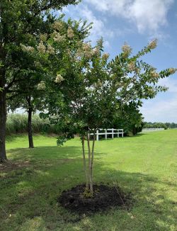 Natchez Crape Myrtle with white flowers.