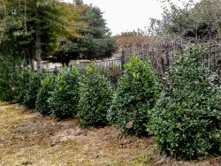 Nellie R Stevens Hollies planted in a row