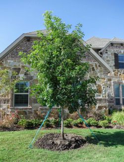 Red Oak tree planted in a frontyard.