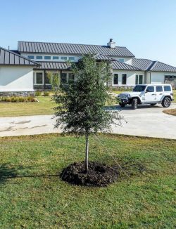 Small Live Oak tree.