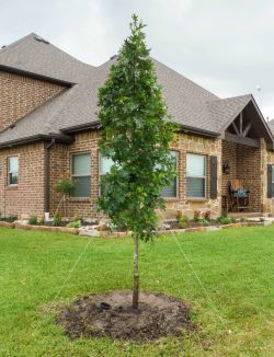 Small Red Oak Tree planted by Treeland Nursery.