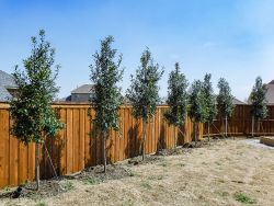 Eagleston Holly Tree Form - Eagleston Holly Privacy Screen