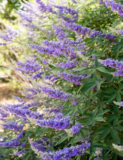 Shoal Creek Vitex flower detail.