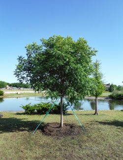 Chinese Pistachio trees for sale