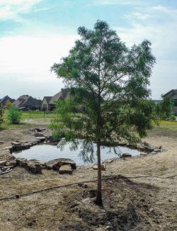 Bald Cypress tree installed by Treeland Nursery.